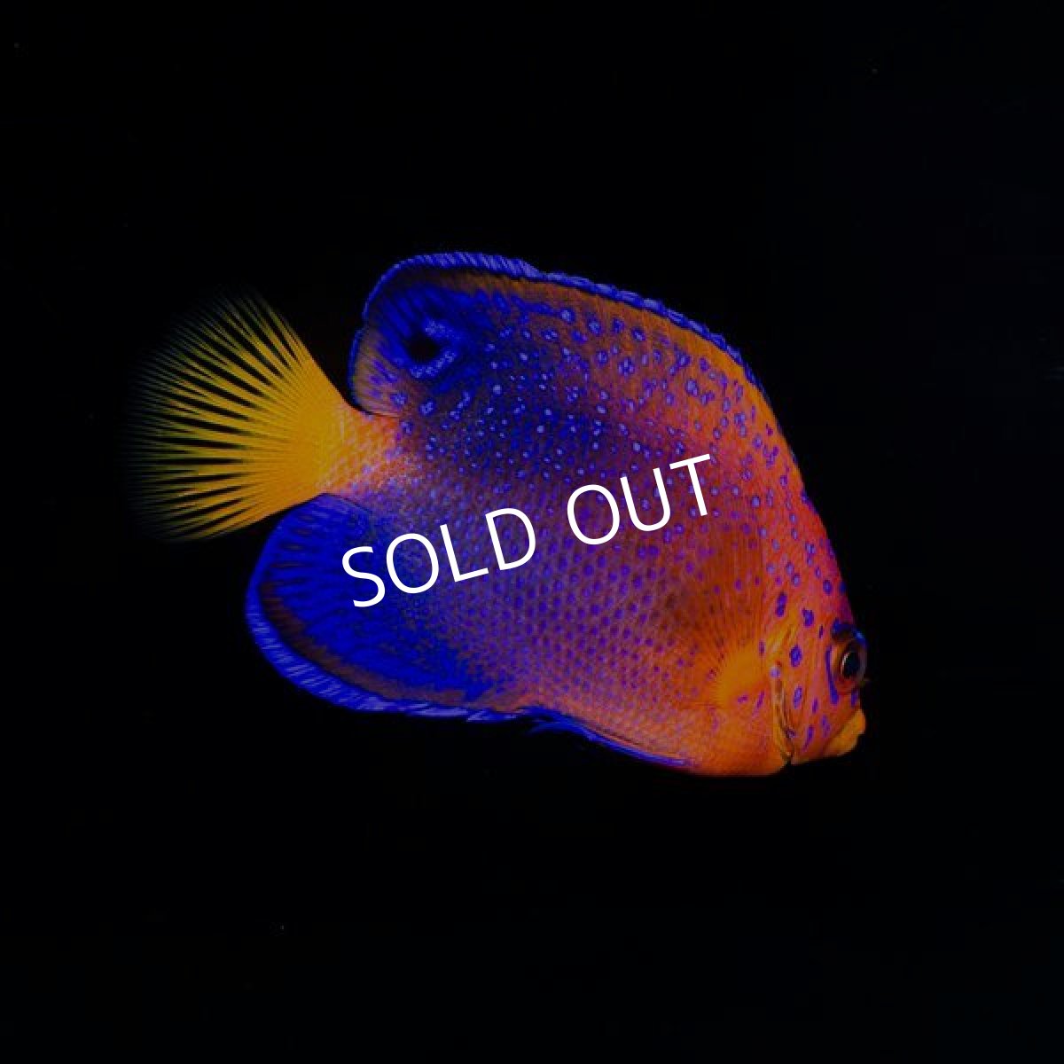 画像3: レンテンヤッコ SM  (3)