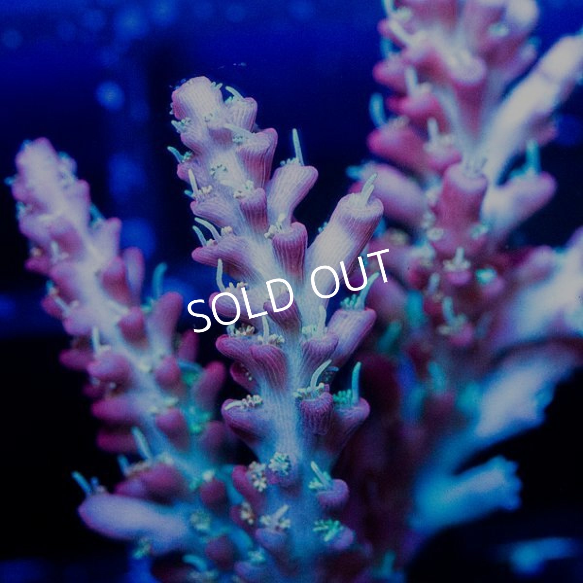 画像4: CE Acro Wonder Woman No.2 (4)