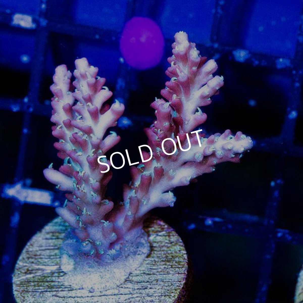 画像3: CE Acro Wonder Woman No.2 (3)