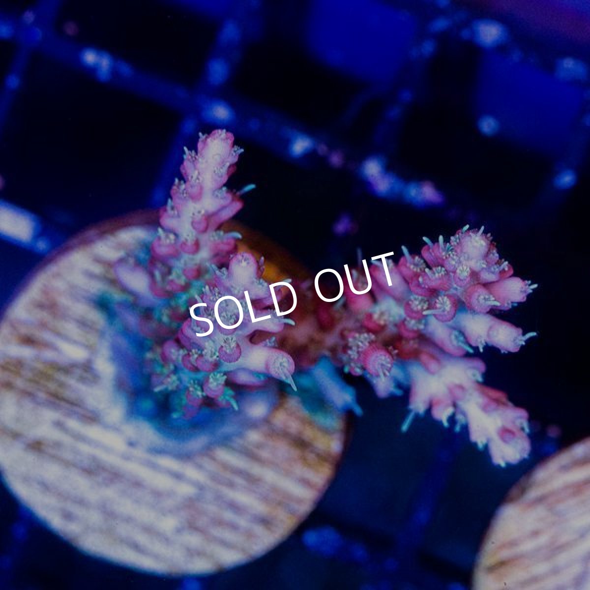 画像2: CE Acro Wonder Woman No.2 (2)