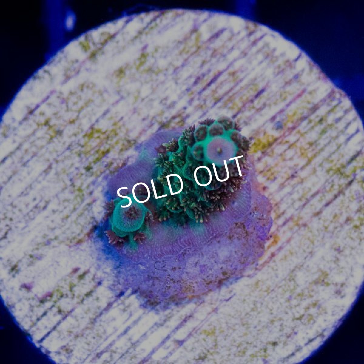 画像2: CE Acro Lemonade Spider No.1 (2)