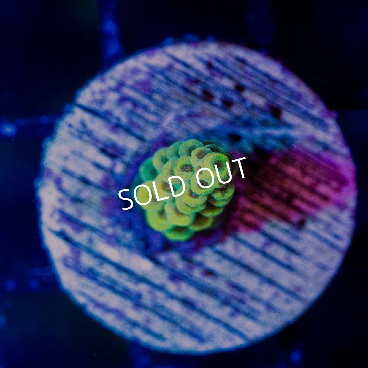 画像2: CE Acro Tenuis Yellow (2)