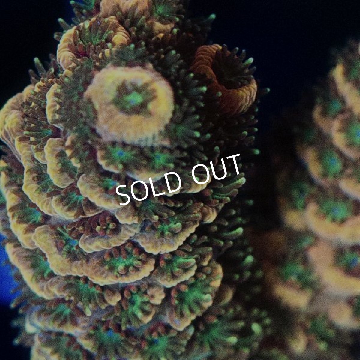 画像2: ■SALE30%OFF■ CE Acro Mille Copper/Red　No.2 (2)