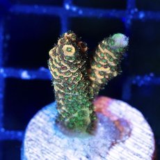 画像1: ■SALE30%OFF■ CE Acro Mille Copper/Red　No.2 (1)