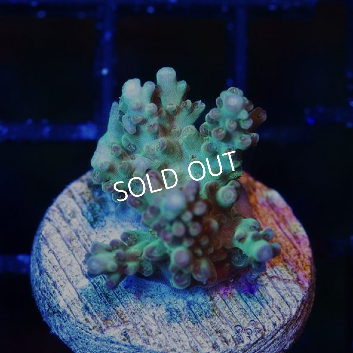 画像1:  CE Acro Pink Stellar (1)