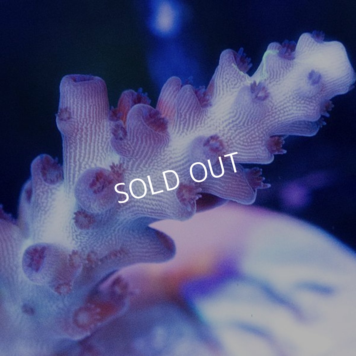 画像2: CE Acro Nasuta Blueberry (2)