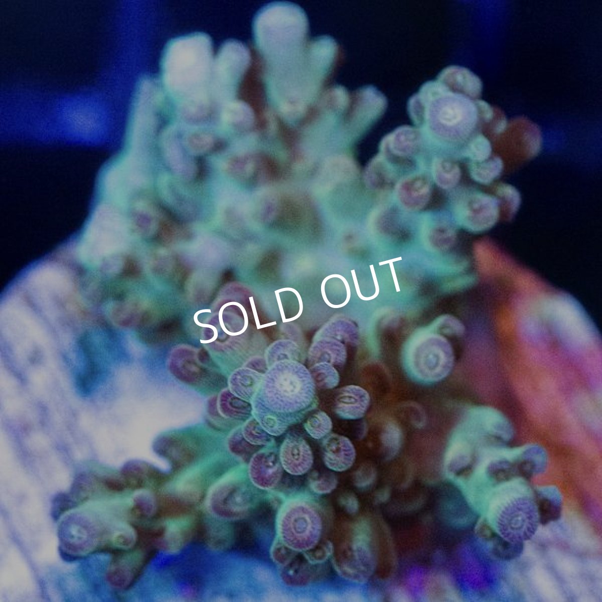 画像2:  CE Acro Pink Stellar (2)