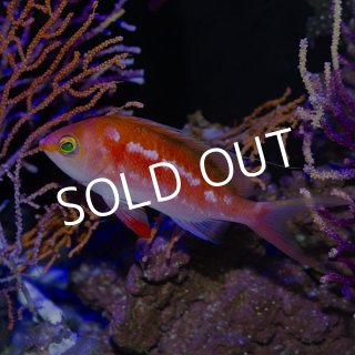 ＧＷ期間限定特価　ペインテッドアンティアス　トリオ 2026年発売予定クロット × アディダス オリジナルス ドレス スーパー