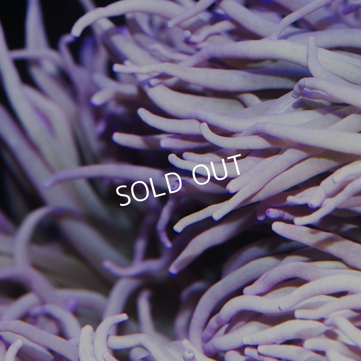 画像2: シライトイソギンチャク ロング パープル 　沖縄 (2)