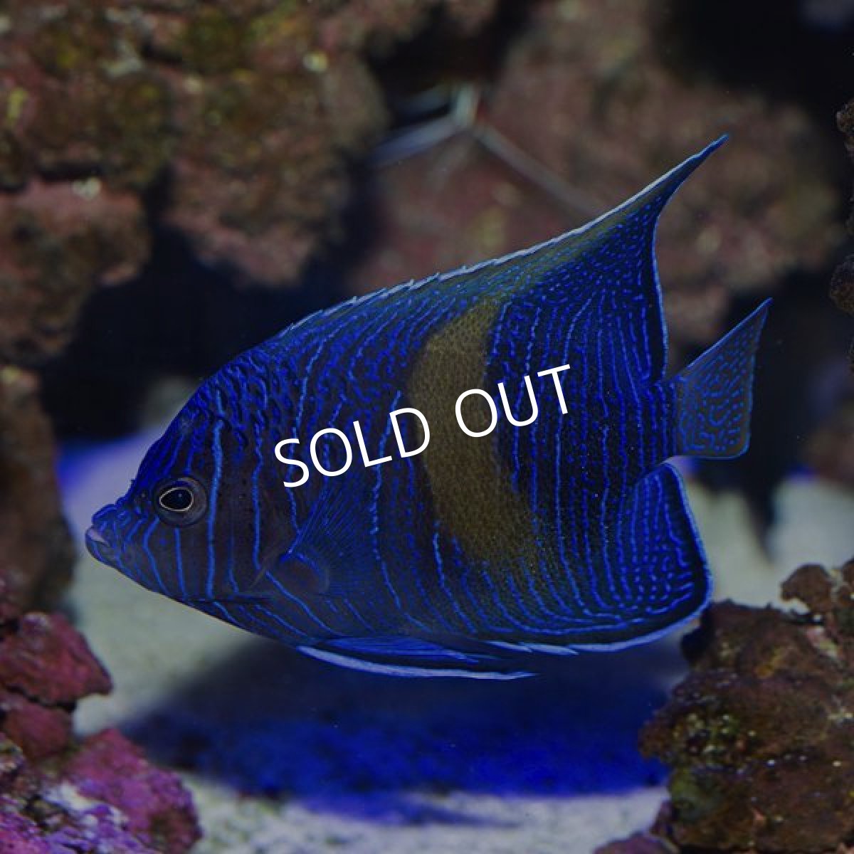 画像3: マクロス　幼魚　紅海 (3)