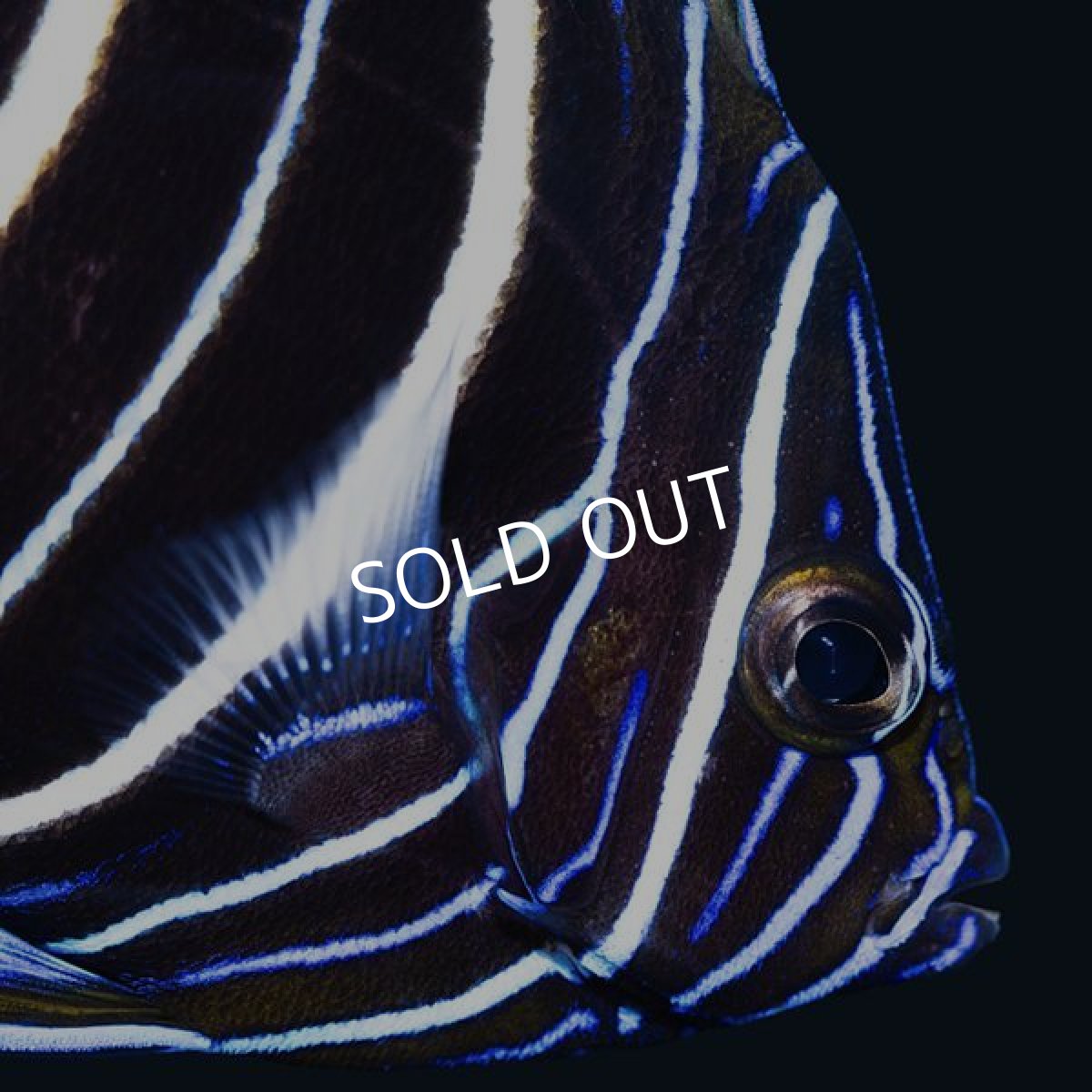 画像4: イヤースポットエンゼル　MS (4)