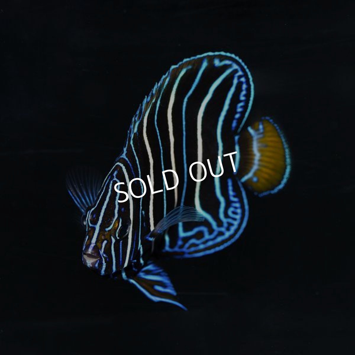 画像3: イヤースポットエンゼル　MS (3)