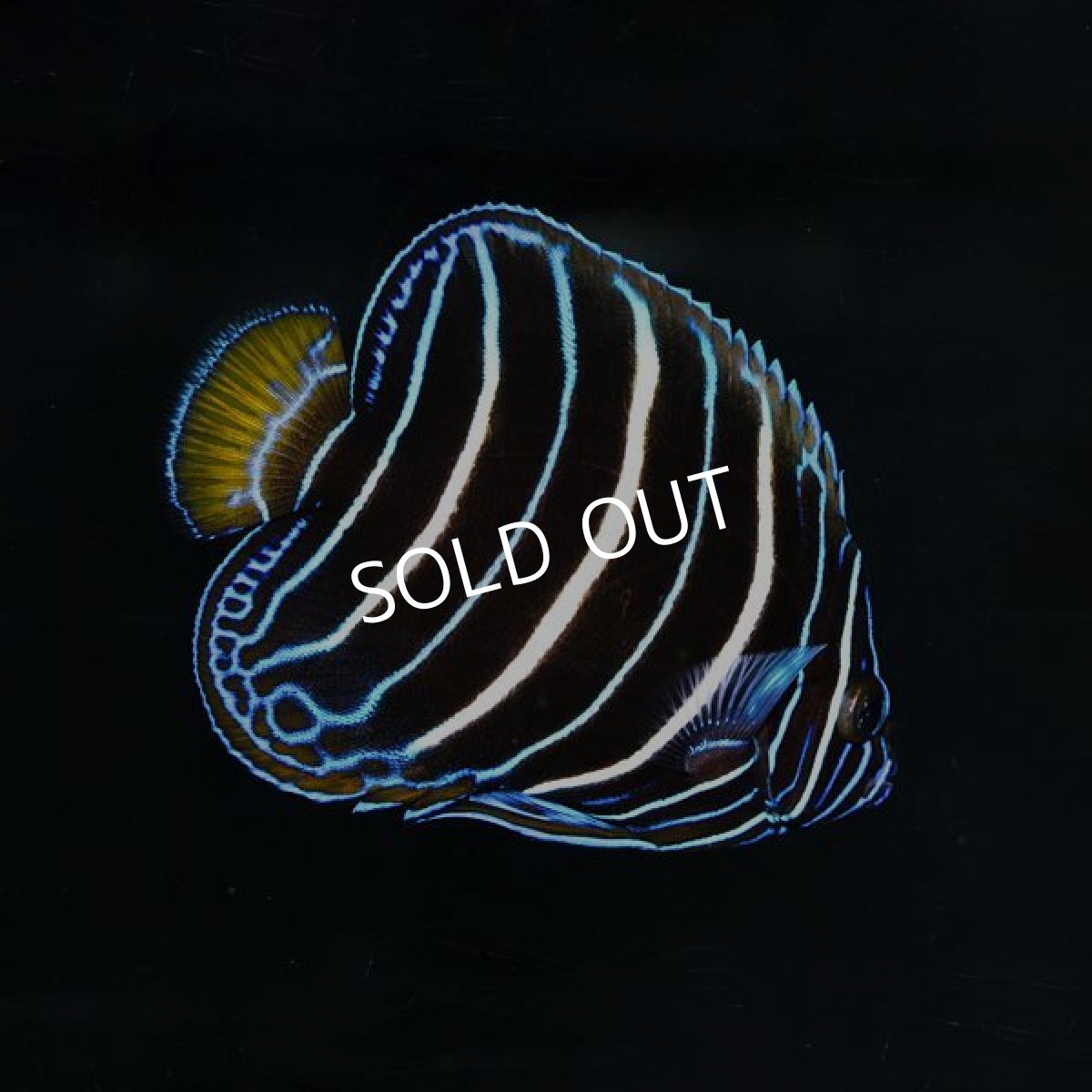 画像2: イヤースポットエンゼル　MS (2)