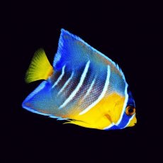 画像1: クイーンエンゼル 　カリブ便 (1)