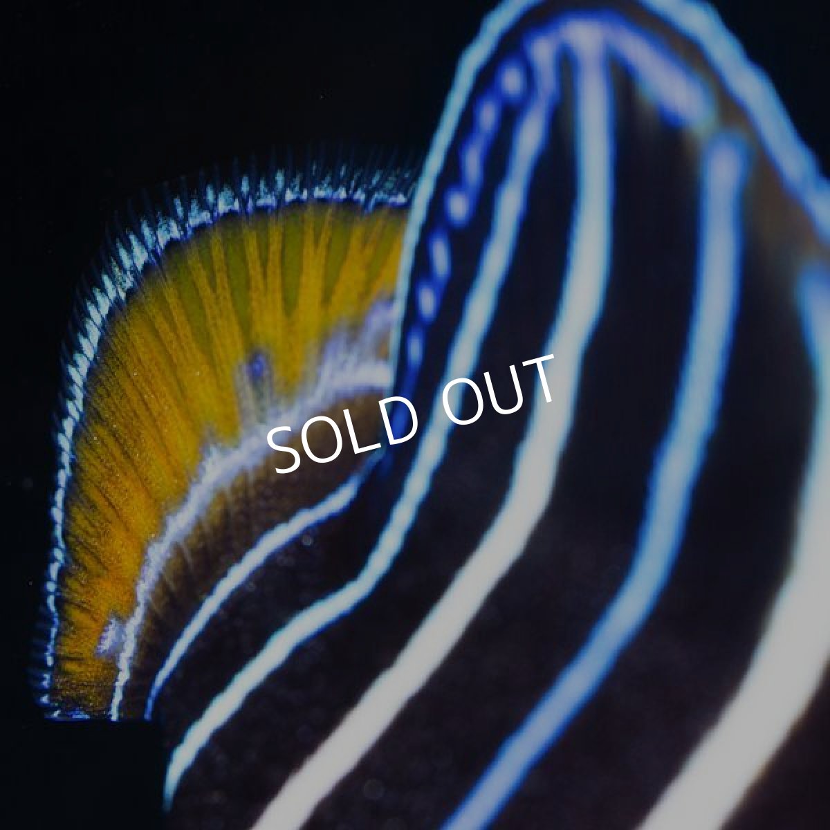 画像5: イヤースポットエンゼル　MS (5)