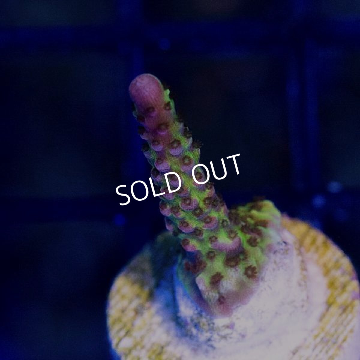 画像3: ■SALE30%OFF■ CE Acro PC Rainbow (3)