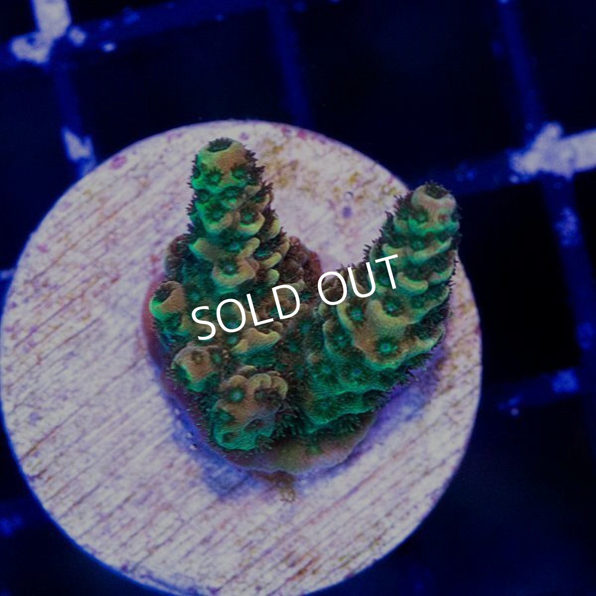 画像2: ■SALE30%OFF■ CE Acro Mille Copper/Red　No.1 (2)