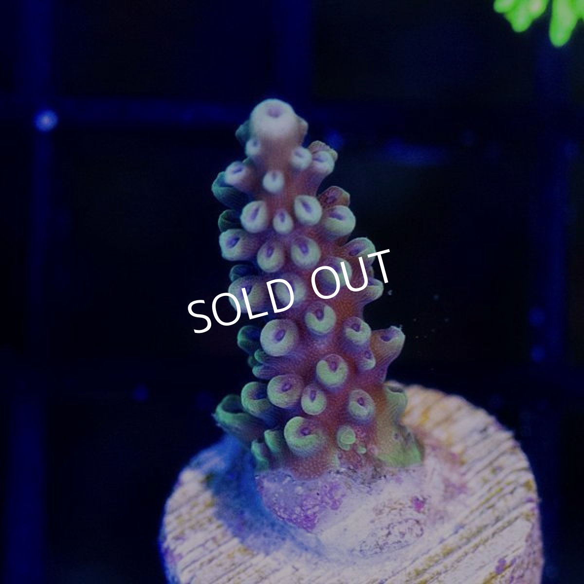 画像2: ■SALE30%OFF■ CE Acro Pink Cadillac (2)