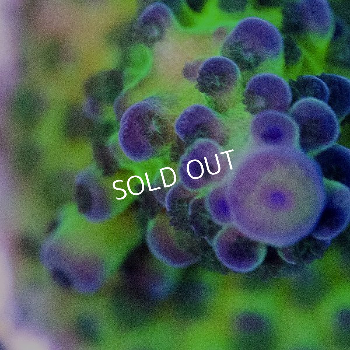 画像2: CE Acro Tortuosa No.1 (2)