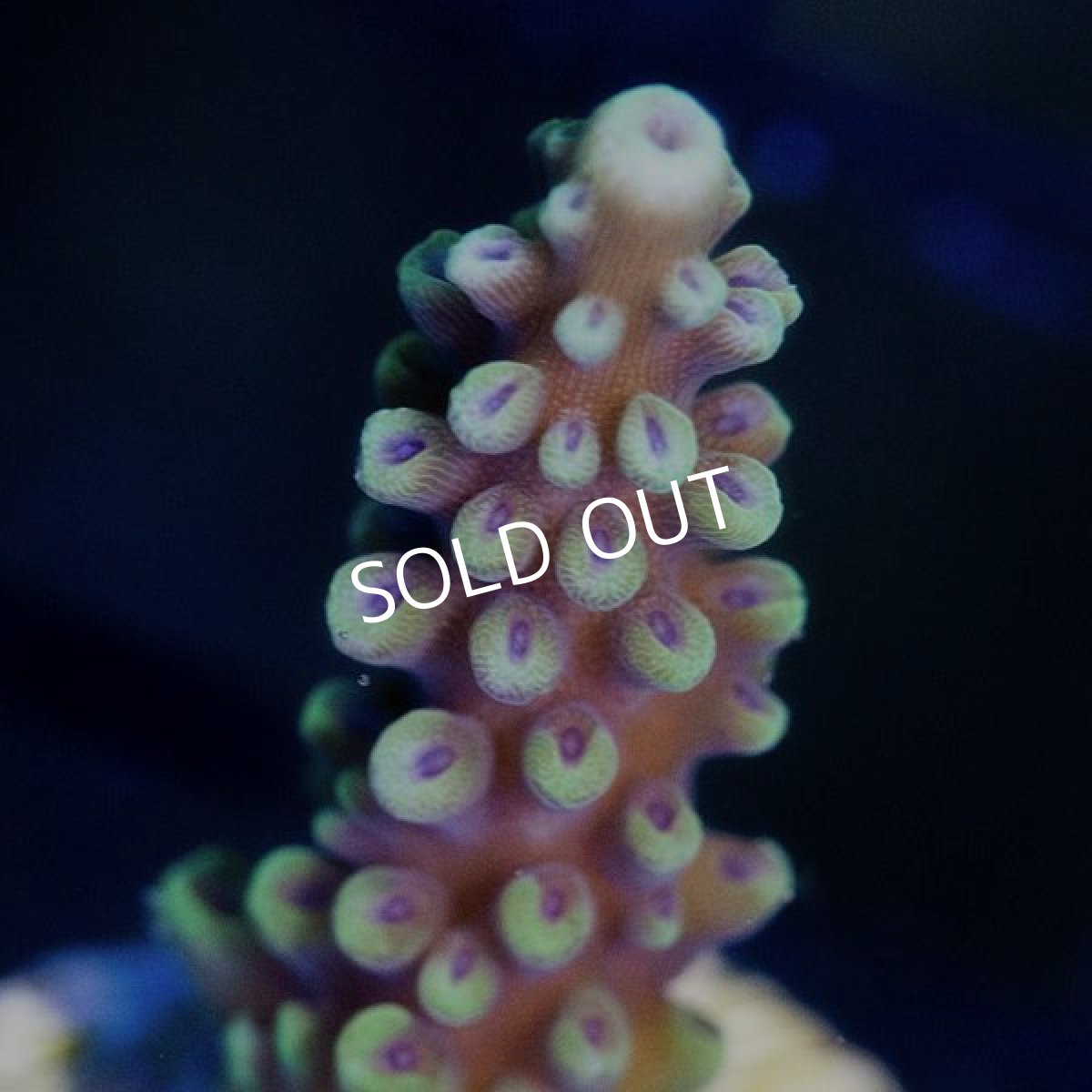 画像3: ■SALE30%OFF■ CE Acro Pink Cadillac (3)