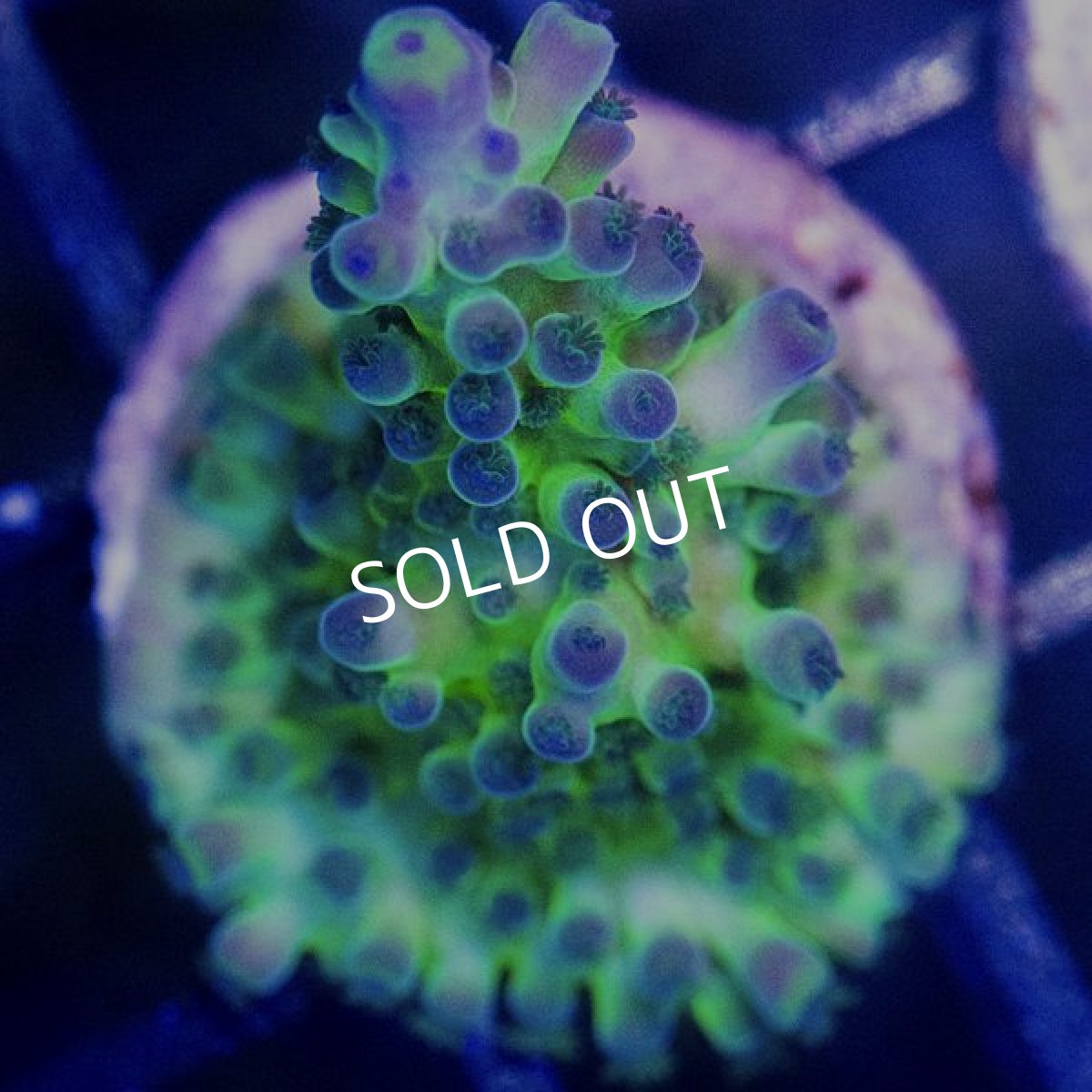 画像2: CE Acro Tortuosa No.2 (2)