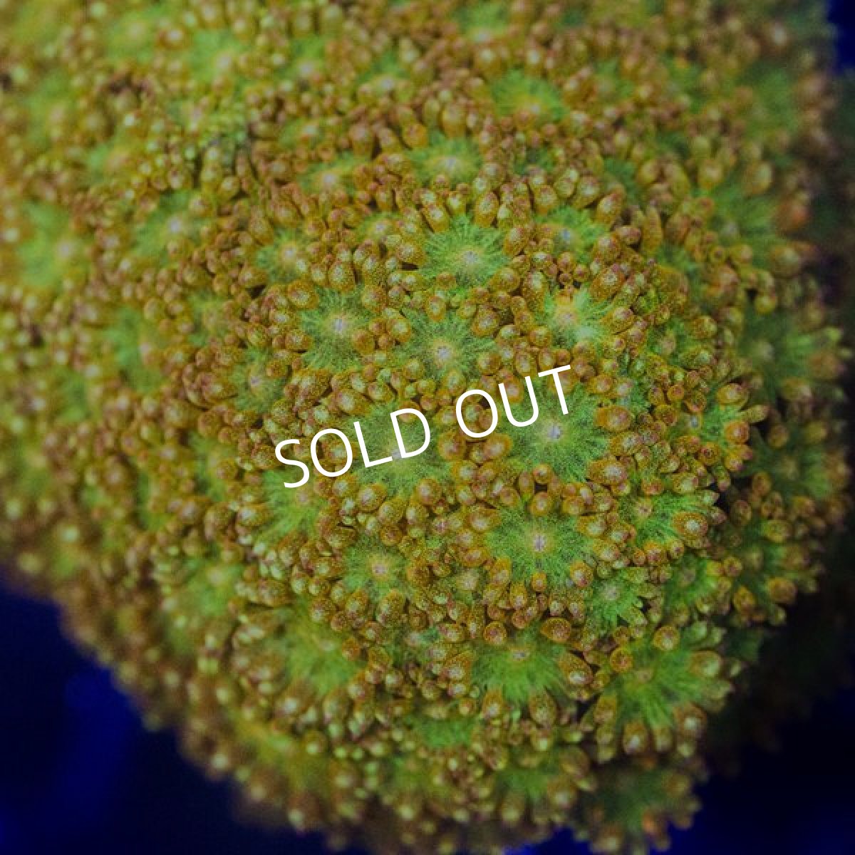 画像2: CE Bernardpora Fruit Punch （コハナガササンゴ) (2)