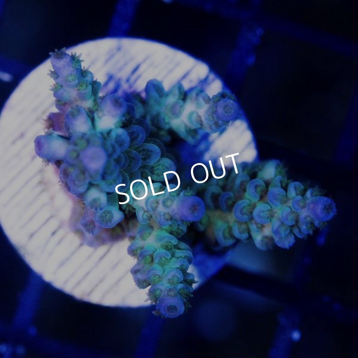 画像2: CE Acro Tenuis Blue (2)