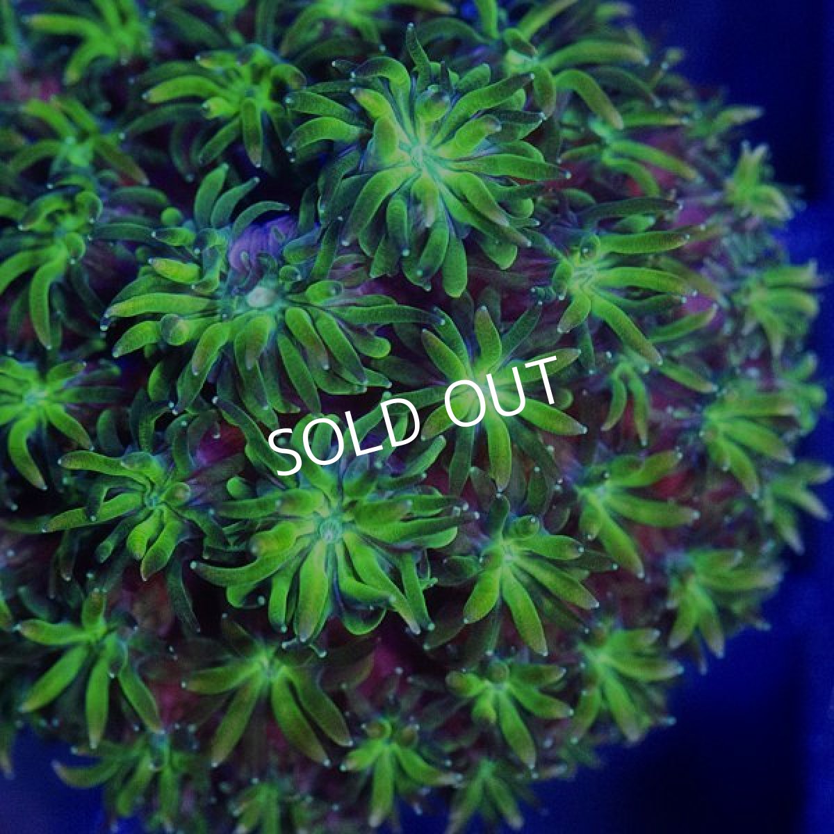 画像2: CE Galaxea Gold Tip (2)