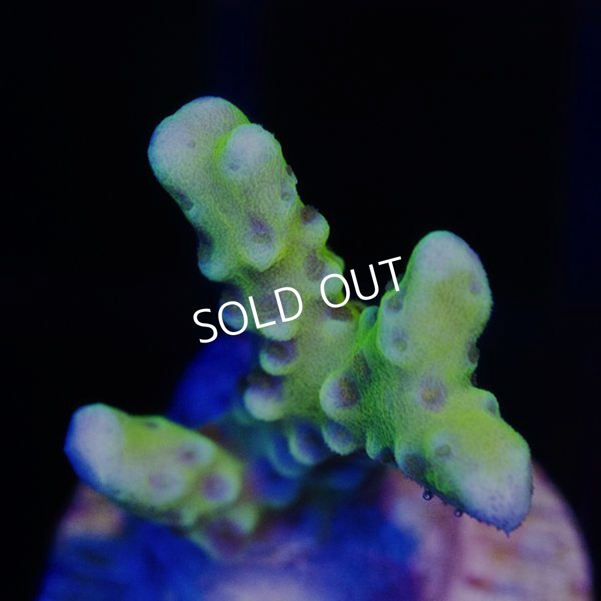 画像2: CE Anacropora golden rod (2)