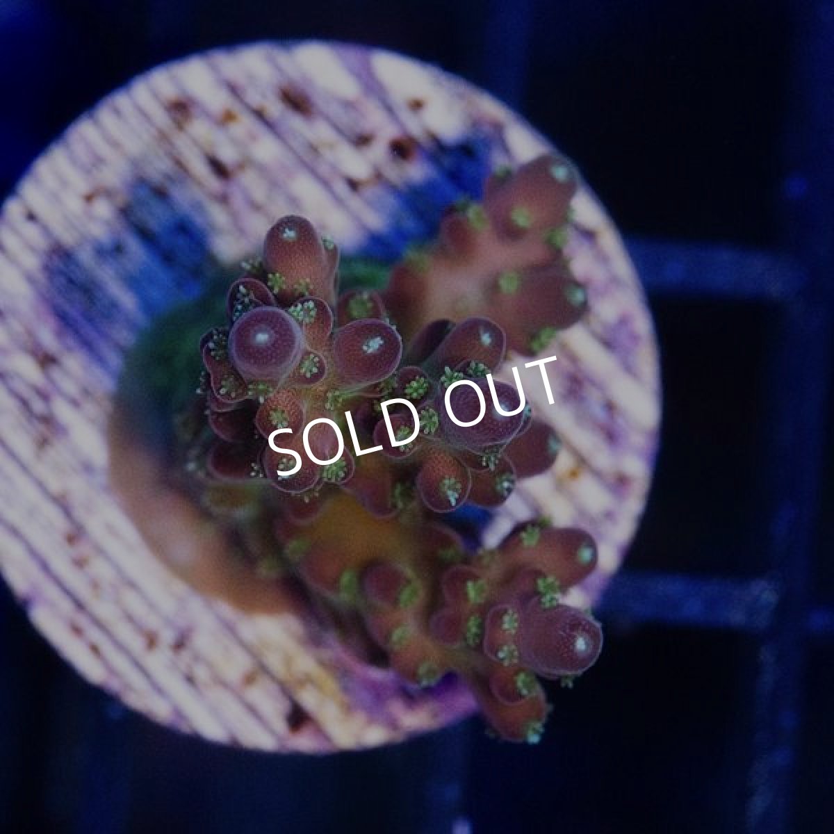 画像2: CE Acro Cherry Blossom (2)