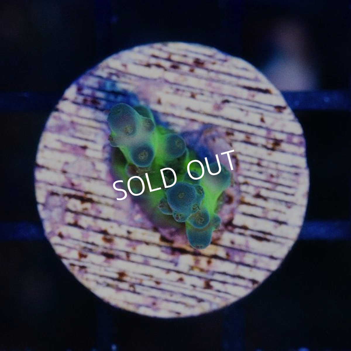 画像2: CE Acro Fakeinata (2)