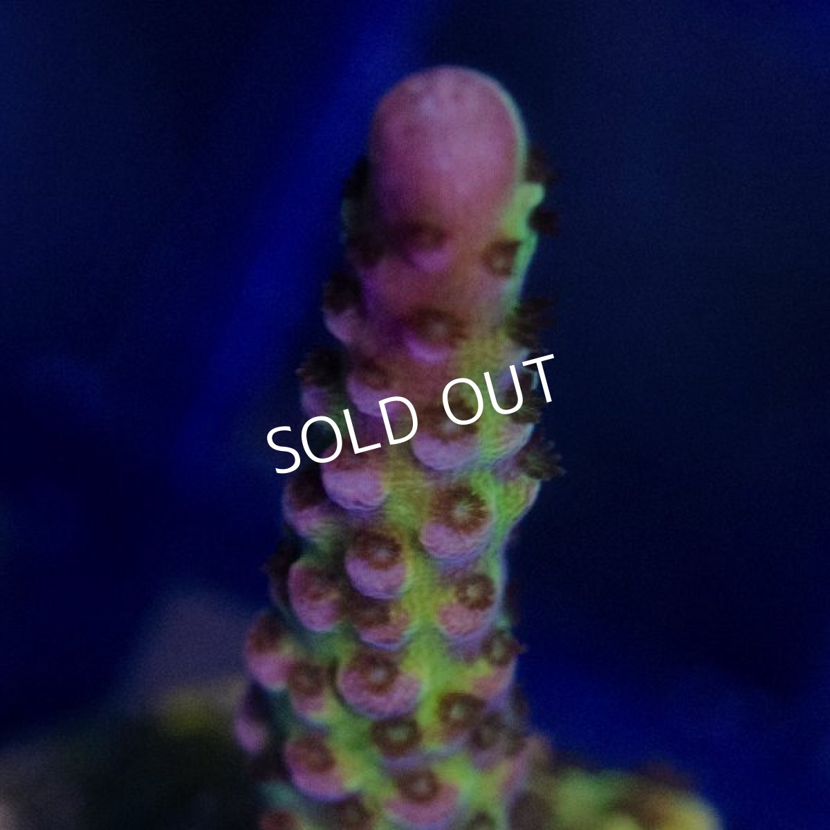 画像4: ■SALE30%OFF■ CE Acro PC Rainbow (4)