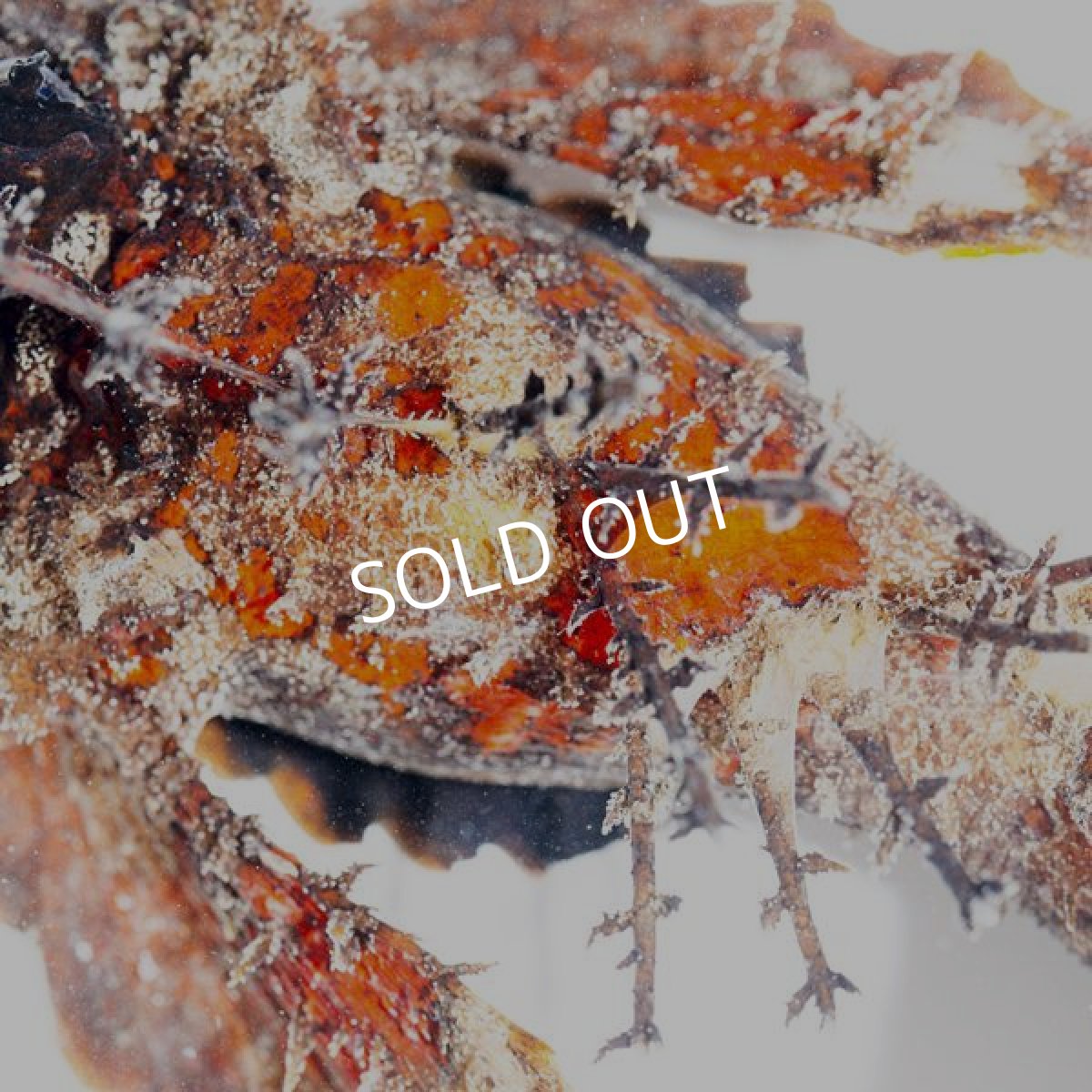 画像3: ヒメオニオコゼ　カラー (3)