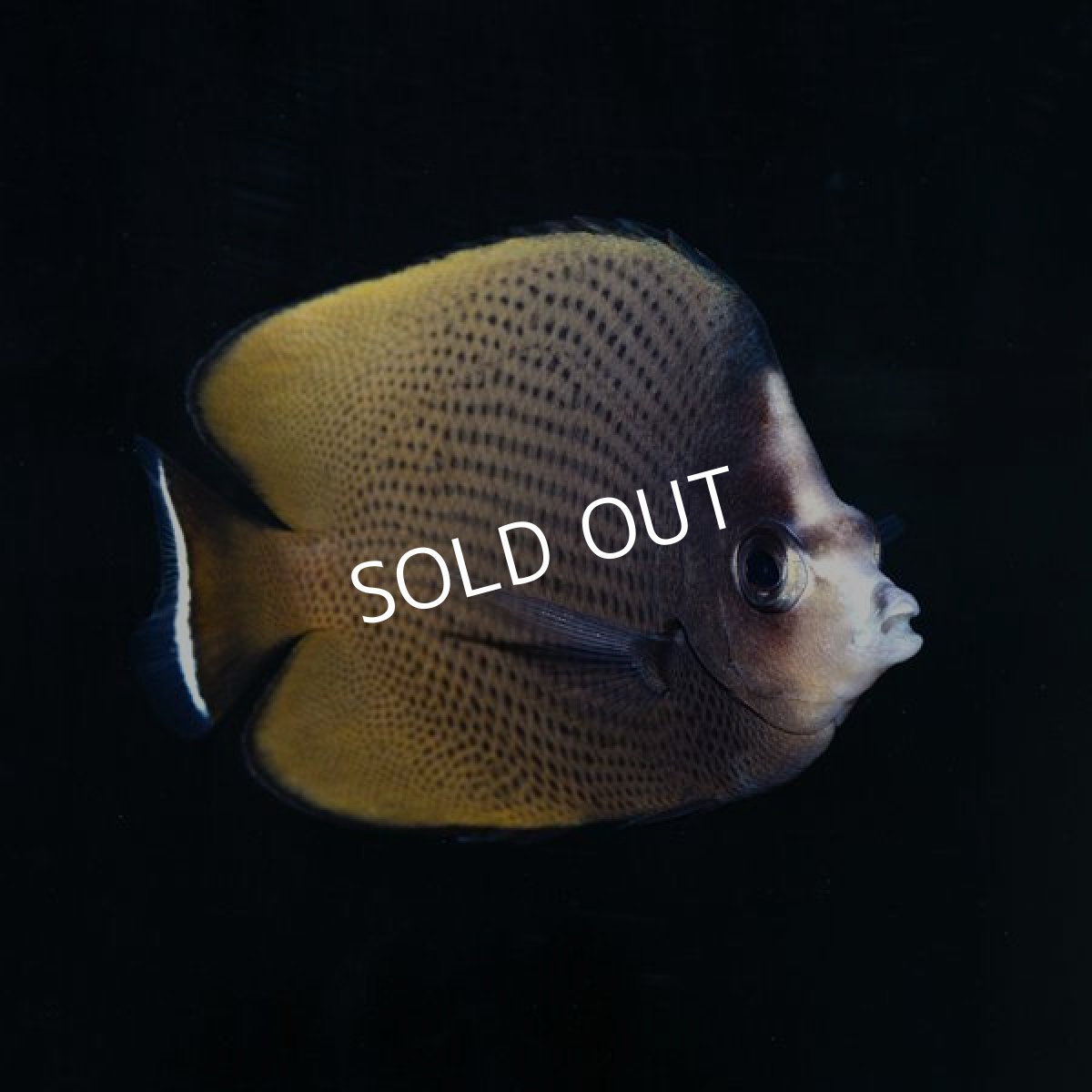 画像2: ブラックスポッテッドバタフライ (2)