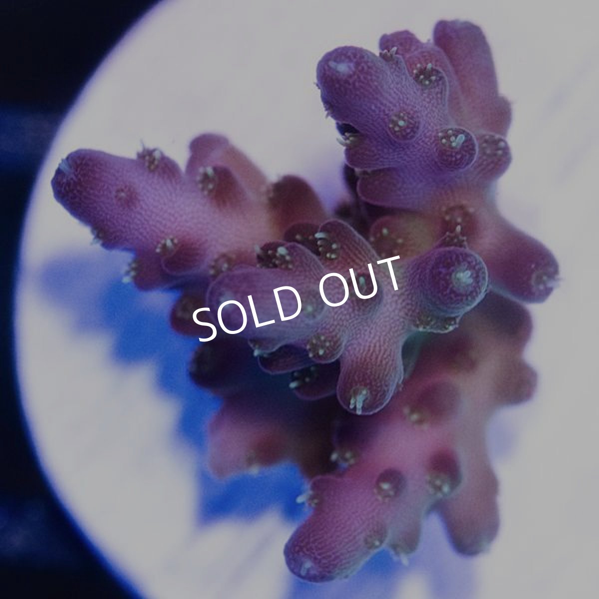 画像2: ■SALE■CE Acro Island Red Devil No.2 (2)