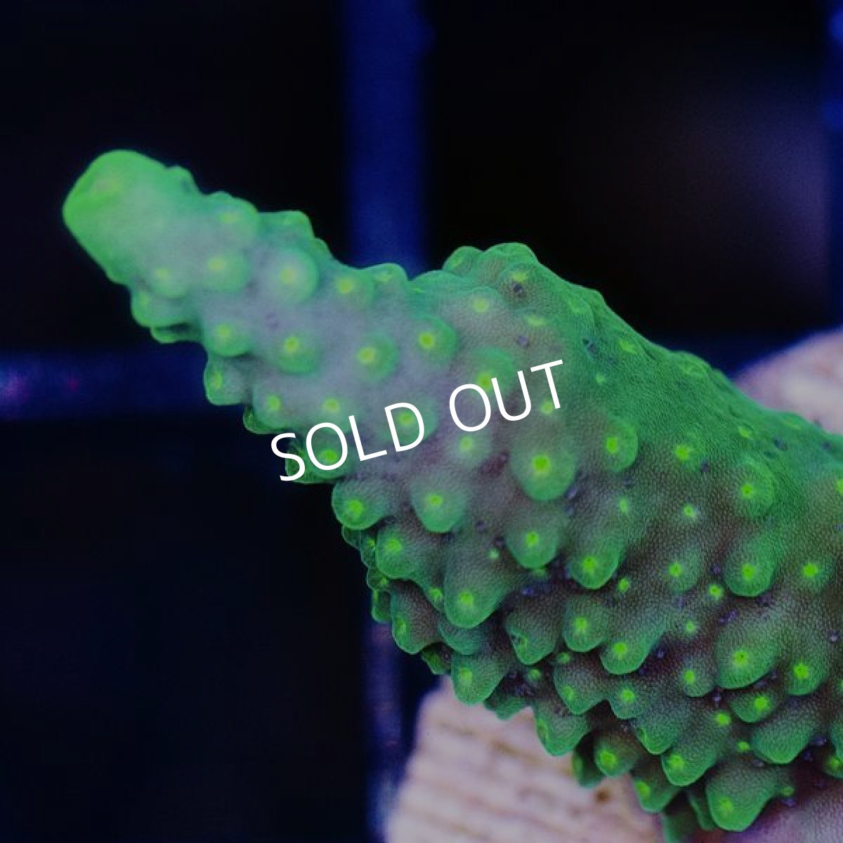 画像2: CE Acro Dallas (2)