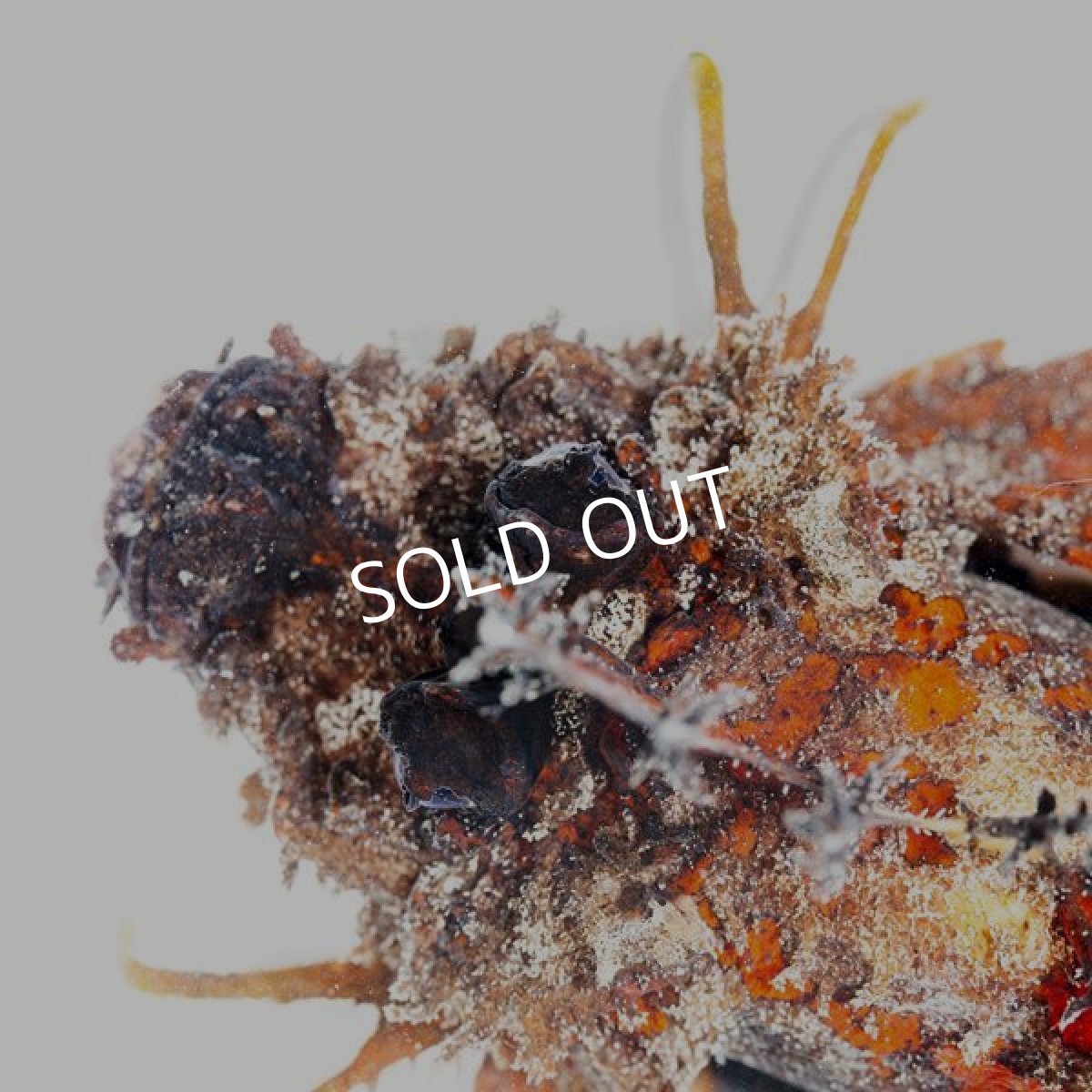 画像2: ヒメオニオコゼ　カラー (2)