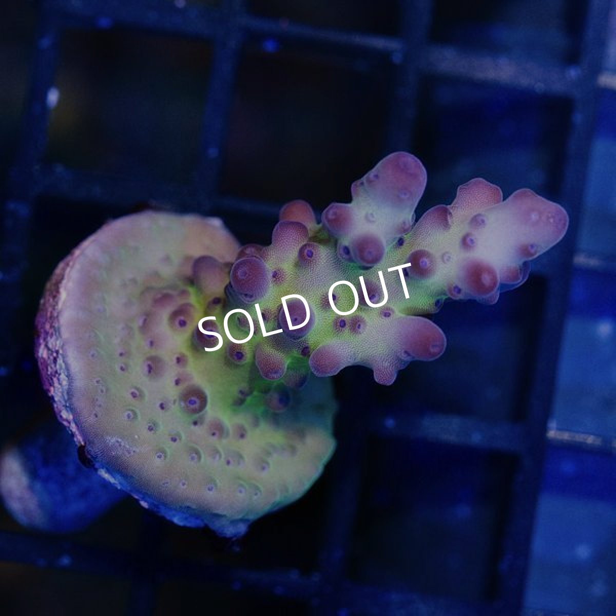 画像2: CE Acro Loripes Pirple (N's Crazy Sexy) (2)