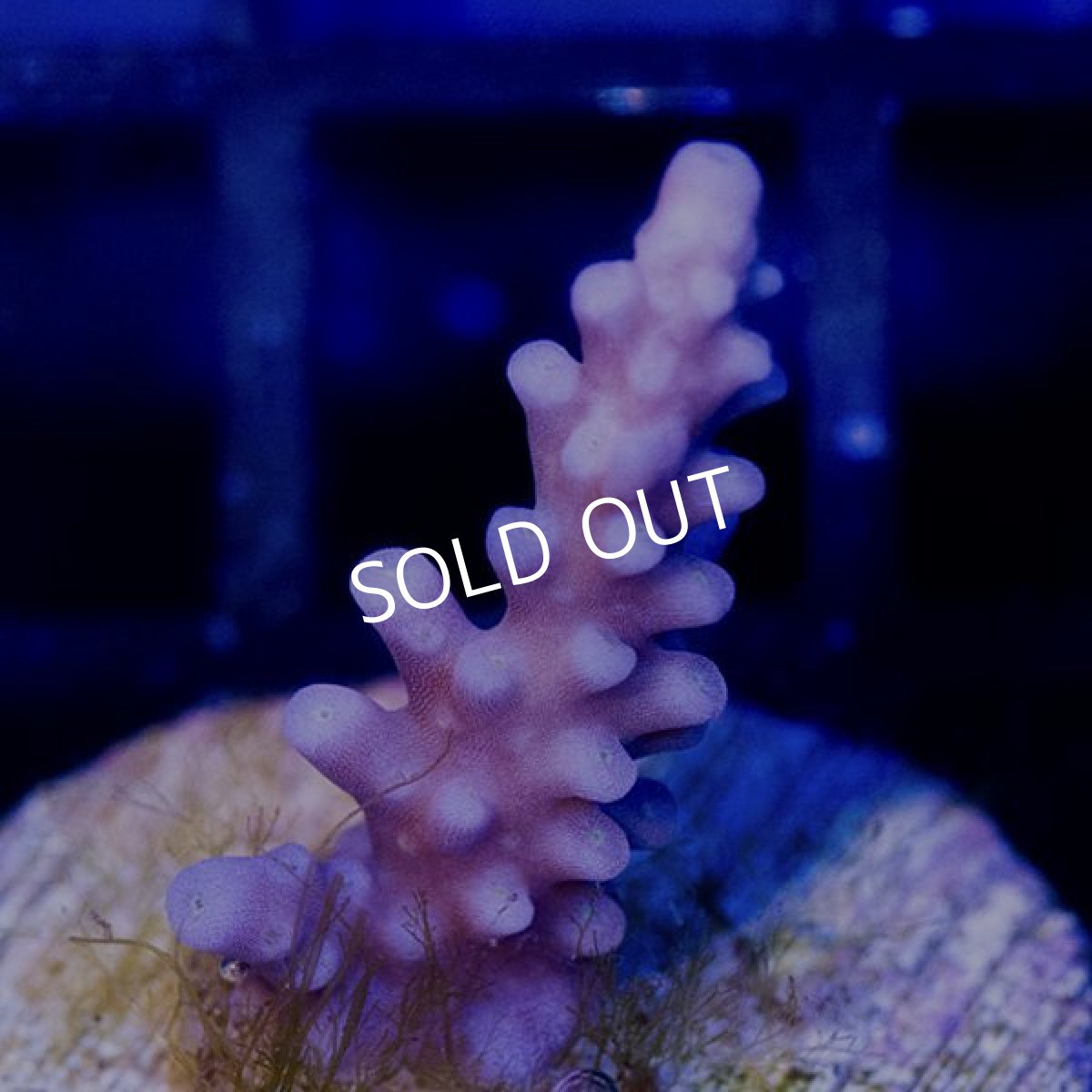 画像2: ■SALE■CE Acro Fireworks Purple No.2 (2)