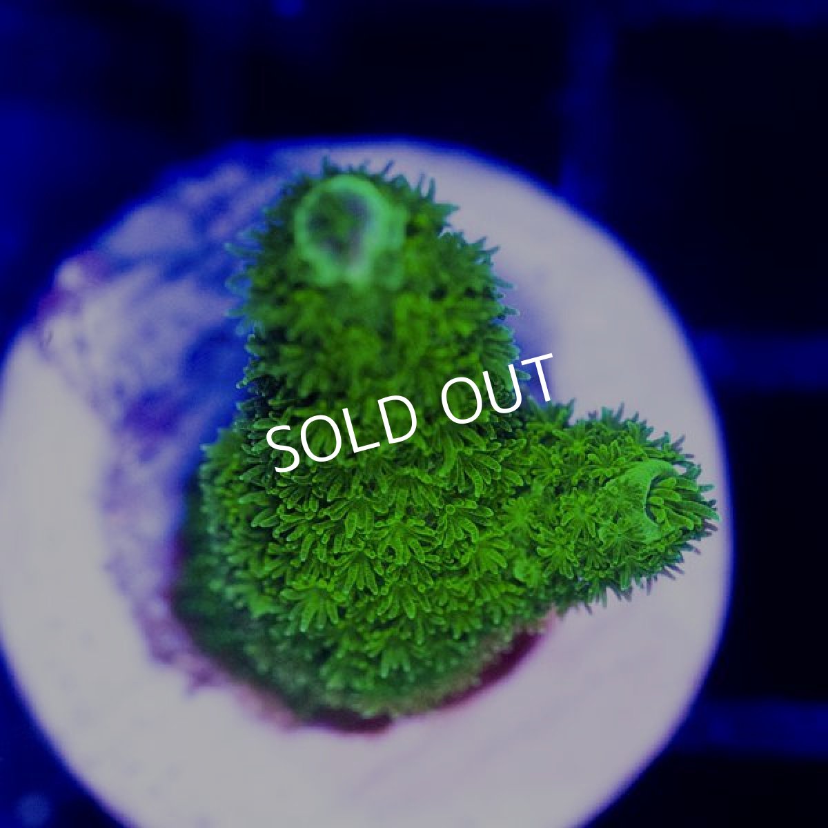 画像2: CE  Acro Aspera Green No.3 (2)