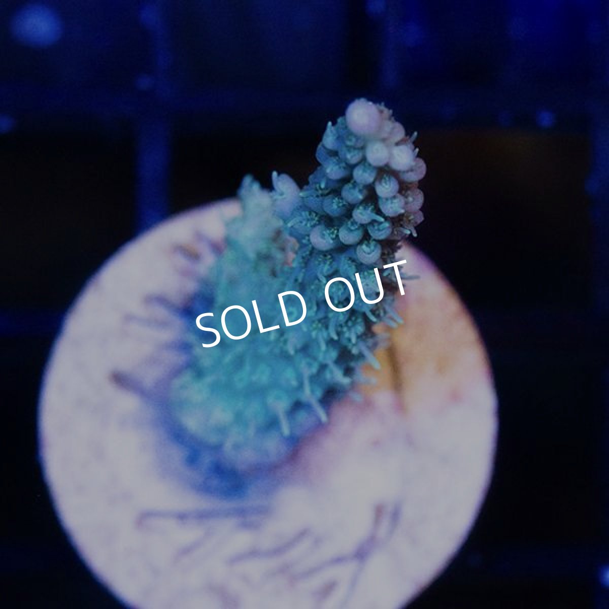 画像2: CE  Acro Grandma's Chin (2)