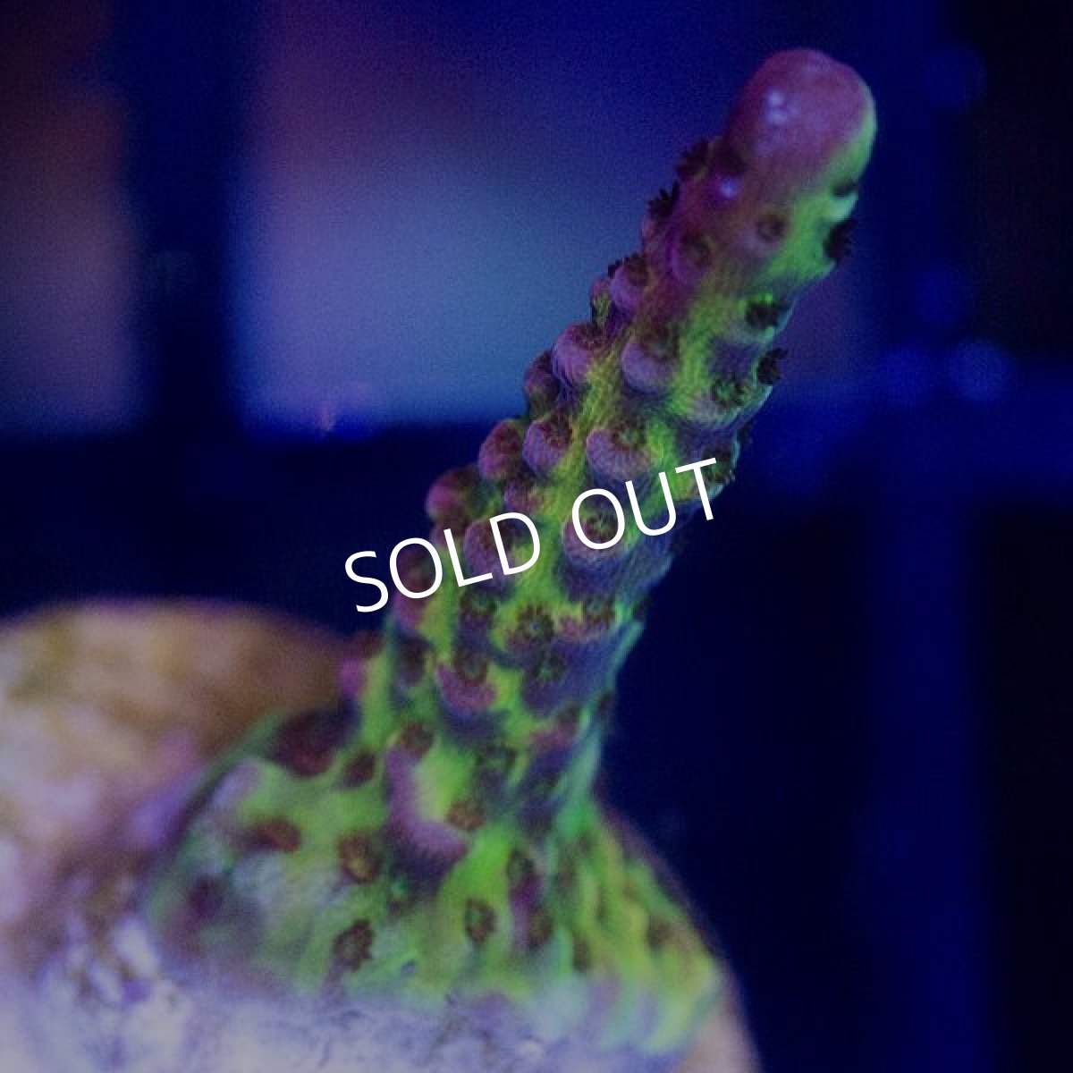 画像2: ■SALE30%OFF■ CE Acro PC Rainbow (2)