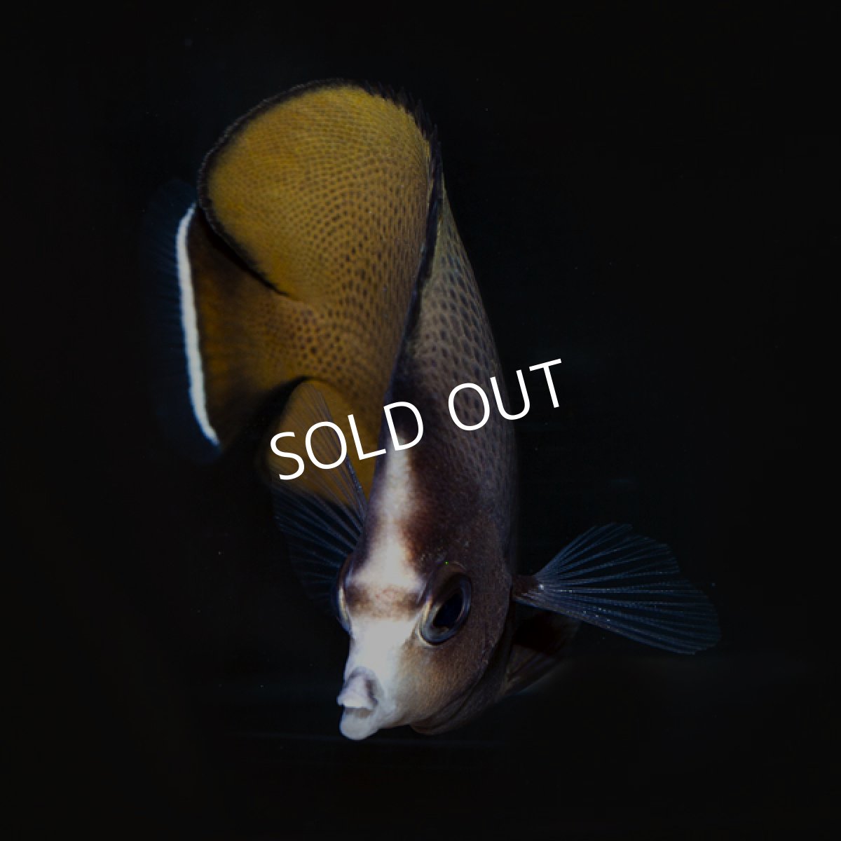 画像3: ブラックスポッテッドバタフライ (3)