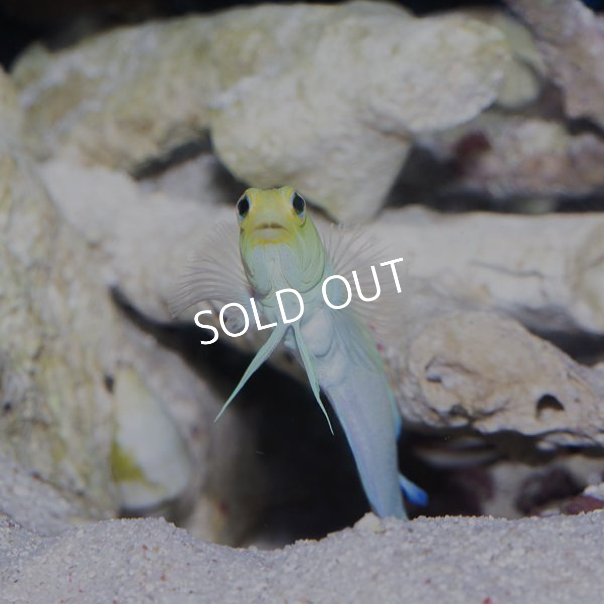 画像2: イエローヘッドジョーフイッシュ ML (2)