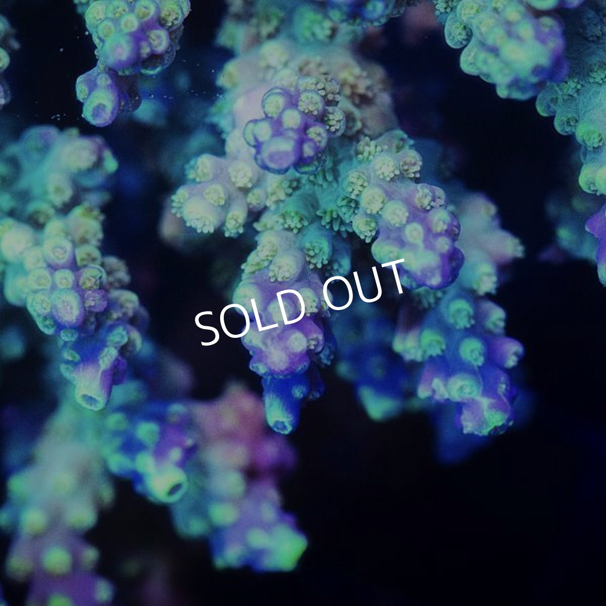 画像2: ■SALE■ IF Acropora Ultra No.97 (2)