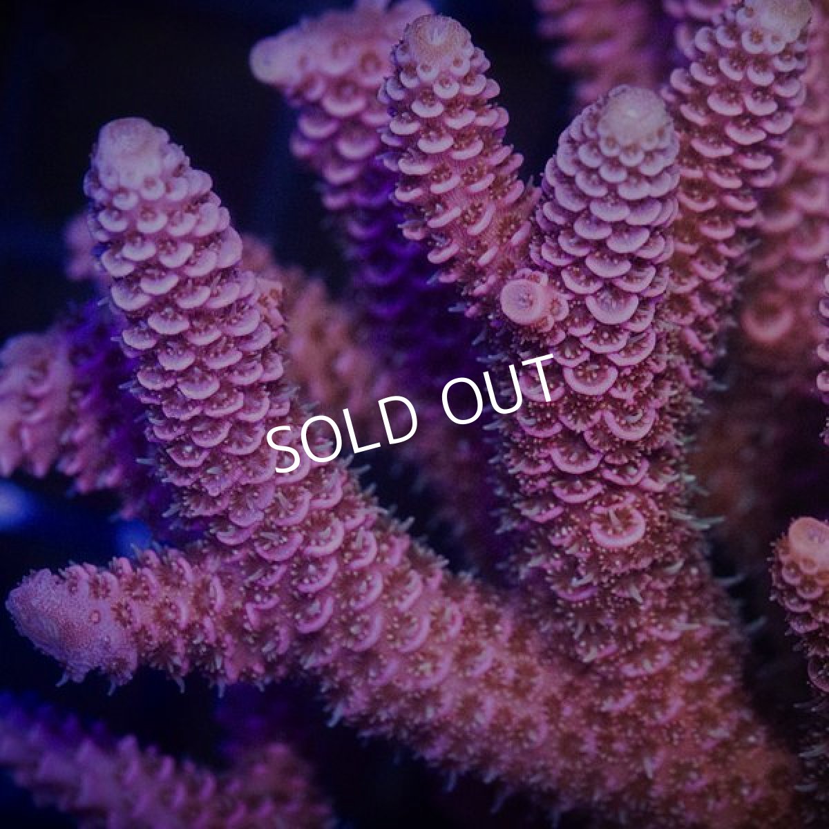 画像3:  IF Acropora Ultra No.91 (3)