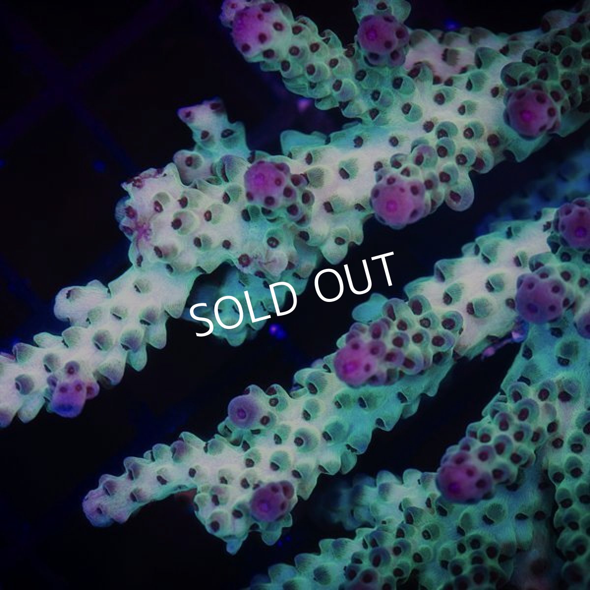 画像2: ■SALE■ IF Acropora Ultra No.93 (2)