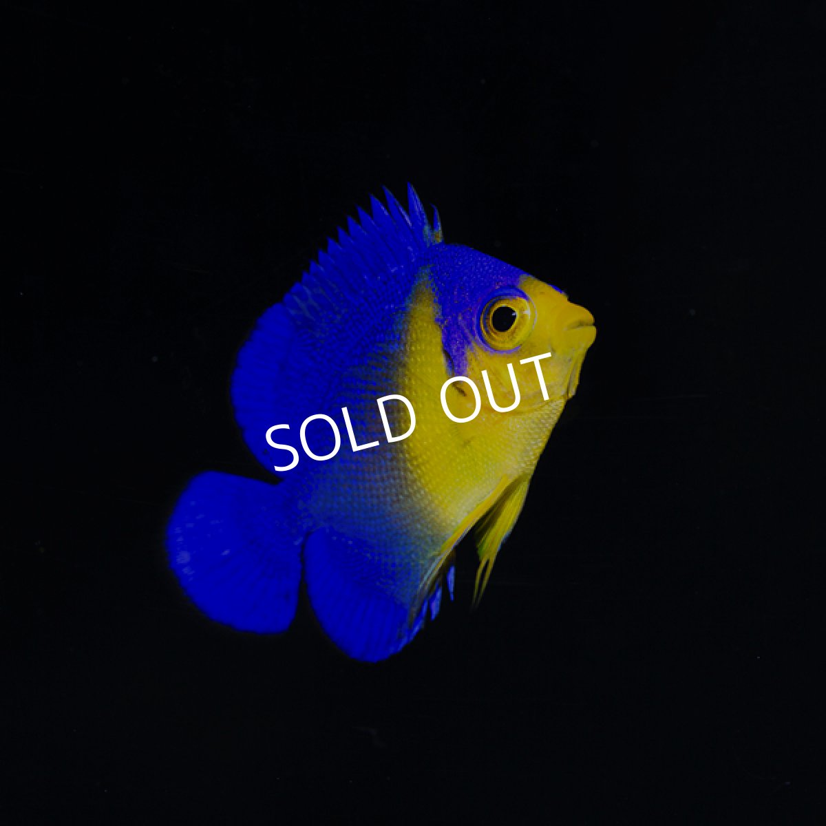 画像3: スミレヤッコ　S　八重山産　No.1 (3)