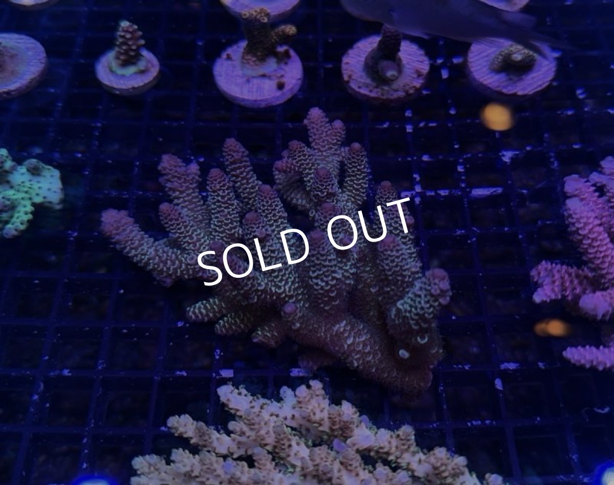 画像3:  IF Acropora Ultra No.92 (3)