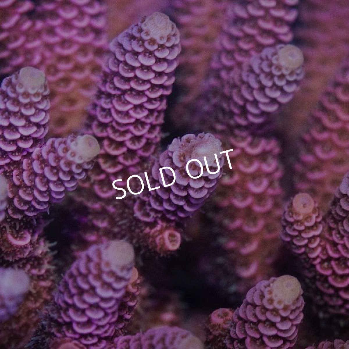 画像2:  IF Acropora Ultra No.91 (2)